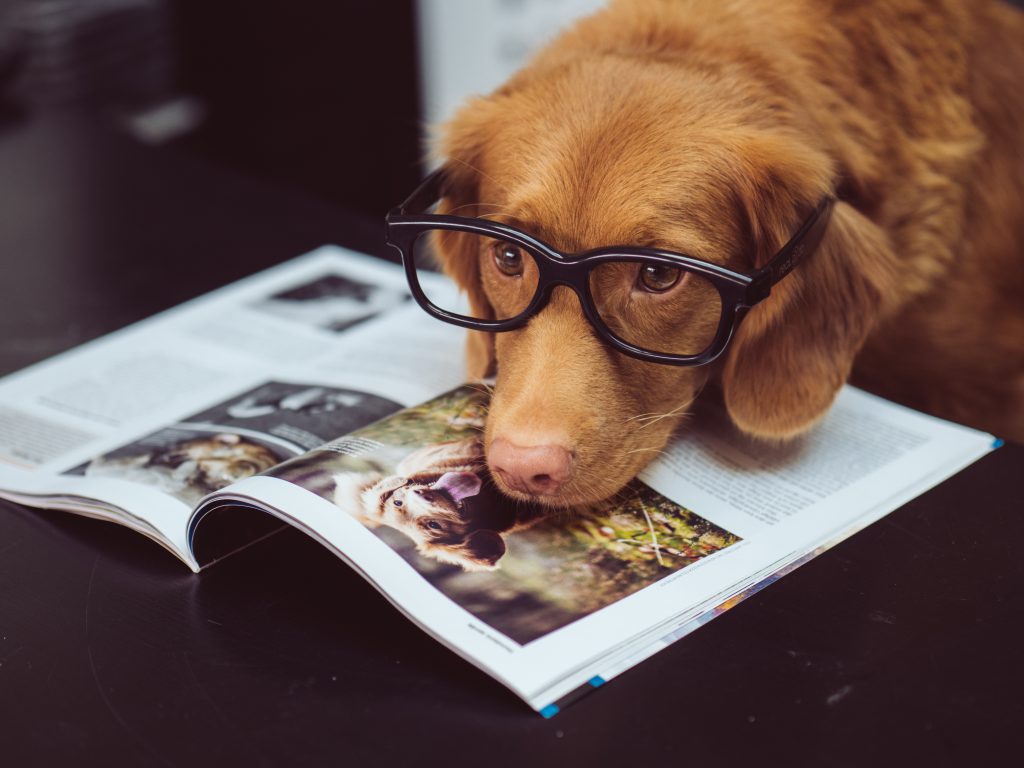 dog reading